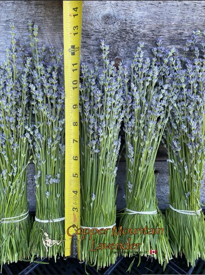 Dried Lavender Bundles | Copper Mountain Lavender